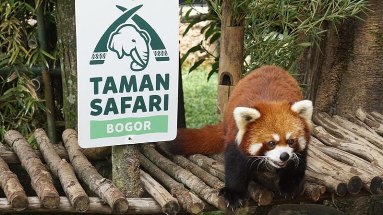 tiket taman safari tsi puncak bogor