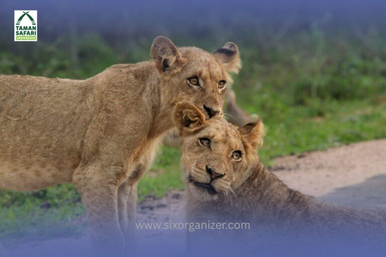 taman safari bogor indonesia