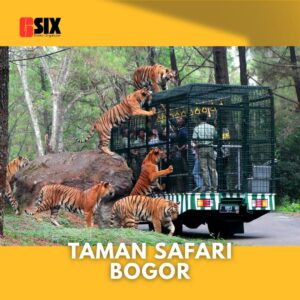 outing gathering di taman safari bogor tiket rombongan taman safari bogor