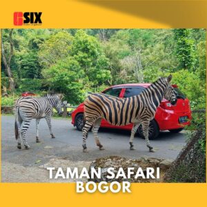 tiket taman safari bogor